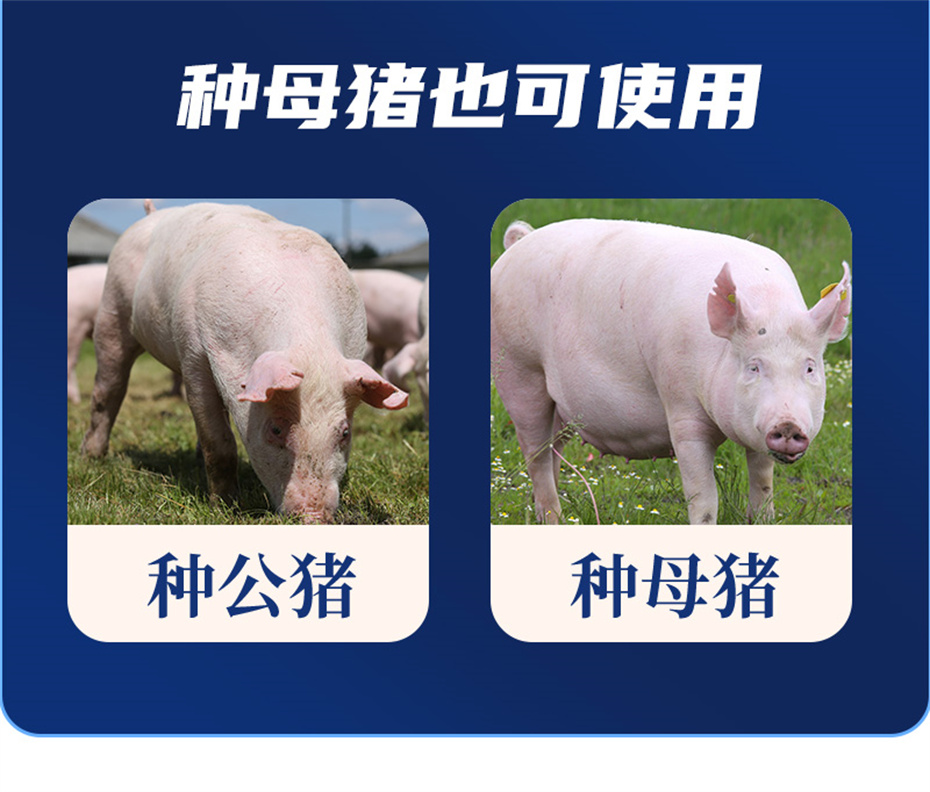 全网担保网动保猪饲料添加剂升殖宝产品介绍 全网担保网动保猪饲料添加剂升殖宝产品介绍