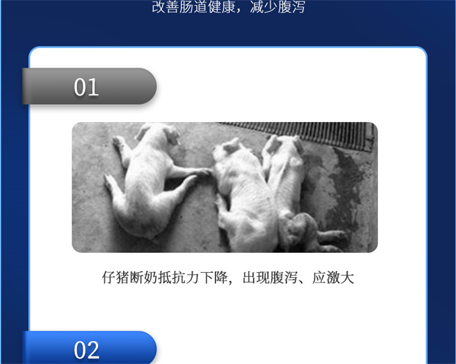 全网担保网动保猪饲料添加剂仔猪断奶王产品介绍 全网担保网动保猪饲料添加剂仔猪断奶王产品介绍