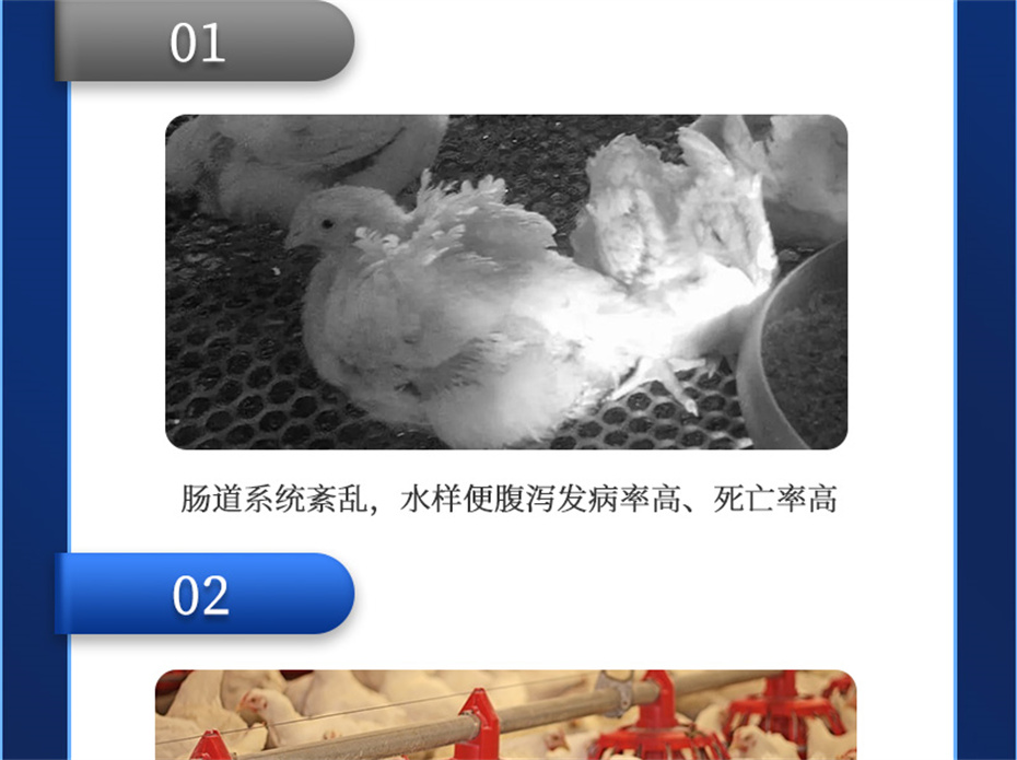 全网担保网动保禽饲料添加剂美凤宝产品介绍 全网担保网动保禽饲料添加剂美凤宝产品介绍