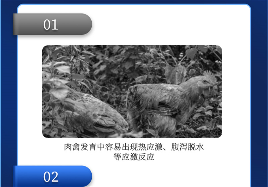 全网担保网动保禽饲料添加剂禽肽重产品介绍 全网担保网动保禽饲料添加剂禽肽重产品介绍